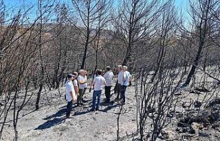 Akhisar’da yanan orman alanında fidanlar toprakla...