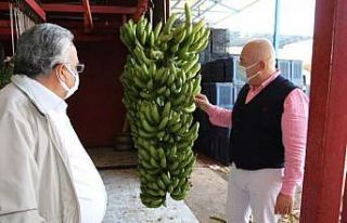 Alanya Muzu coğrafi işaret ile tescillendi