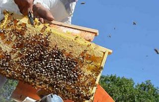 ’Altın balda’ hasat dönemi başladı: Hedef...