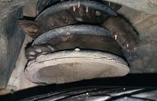 Amortisör arasına sıkışan kedi kurtarıldı