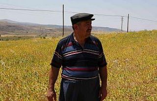 “Anız yangınında hayvanlar ölüyor ve toprağın...