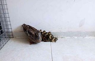 Anne ördek yavrularını bırakmadı