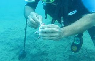 Antalya’da balık ısırma şikayetleri arttı,...