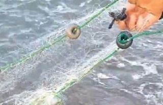 Antalya’da balıkçı ağına takılan caretta yavruları...