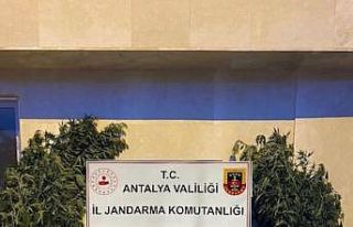 Antalya’da ormanlık alana ekili bin 115 kök kenevir...