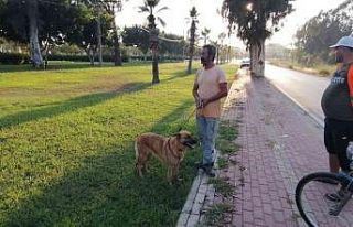 Antalya’da otluk alanda köpek tarafından bulunan...