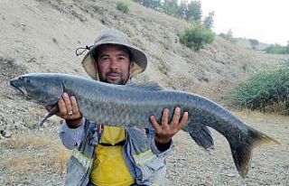 Araban’da oltalar Fırat’la buluştu