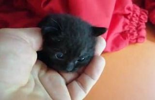 Aracın camını açık bıraktı, sürprizle karşılaştı