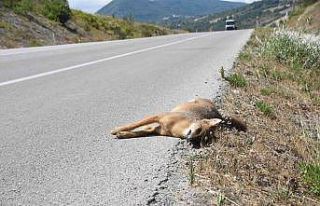 Aracın çarptığı çakal telef oldu