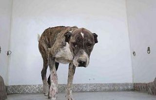 Aracın çarptığı köpeğin yardımına İlkadım...