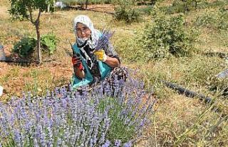 Arıkaya’da mor bereket