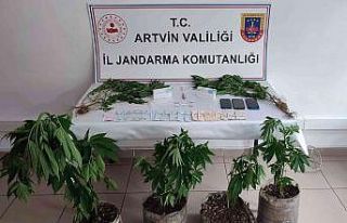 Artvin’de jandarmadan uyuşturucu operasyonu: 3...