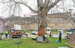 Asırlık çınarlar ‘Çınar Hekimleri’ ile güvende