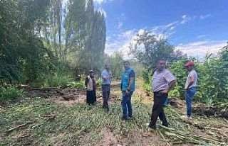 Aslanapa’da selden zarar gören ekili alanlarda...