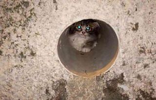 Atık su borusuna sıkışan yavru kediyi itfaiye...