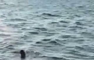 Avcılar’da polisten yüzerek kaçmaya çalıştı,...