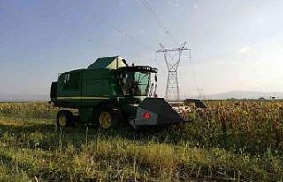 Ayçiçeği tarlalarında hasat başladı