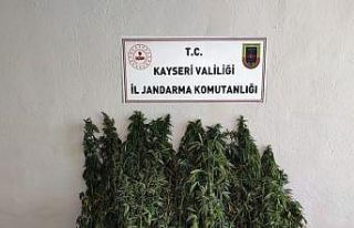 Ayçiçeği tarlasında kenevir yetiştiren şahıs...