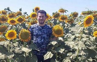 Ayçiçeği ve şeker pancarı rekoltesi tahminlerin...