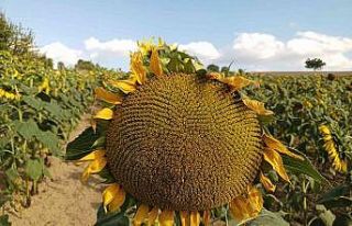 ’Ayçiçeği’ zirvesi