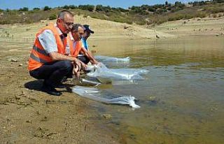 Aydın’da 741 bin sazan suyla buluştu