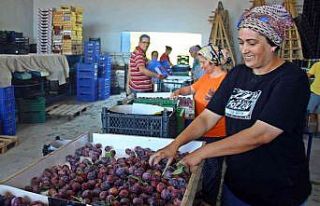 Aydın’da ’Japon eriği’ mesaisi sürüyor