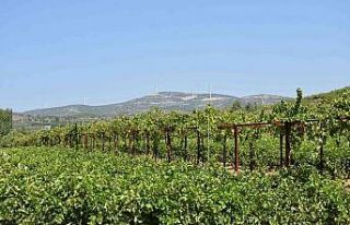 Aydın’da üzüm rekolte tahmin çalışmaları...