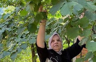 Ayşe Keşir, fındık topladı