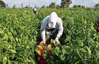 Bafra Ovası’nda kapya biber üreticinin yüzünü...