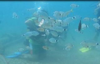 Bakanlığın av yasağı kararı, Akdeniz’de meyvelerini...