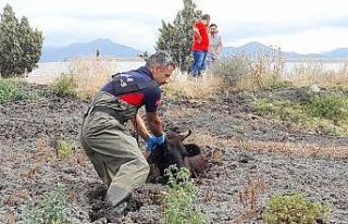 Balçığa saplanan ineği itfaiye ekipleri kurtardı