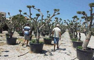 Balıkesir’de zeytin ağaçları süs bitkisi oldu