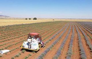 Başkan Altay: “Lavanta üretiminin artması için...