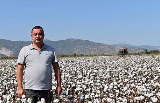 Başkan Çondur: “Fiyatlarla birlikte pamuk ekim...