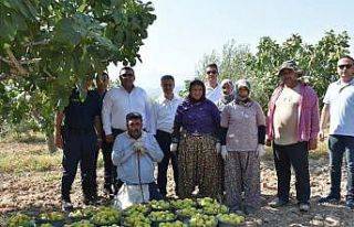 Başkan Erol, incir hasadına katıldı