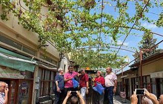 Başkan kepçe üstünde üzüm hasadı yaptı