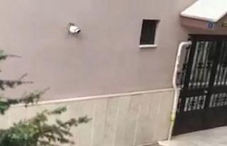 Başkentte aç ve susuz kalan tilkiler şehir merkezine...