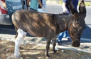 Batman Belediyesi bacağı kırılan eşek için seferber...