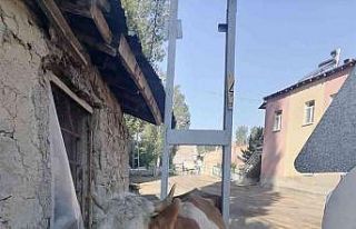 Bayburt’ta garip olay inek elektrik direğinin arasında...
