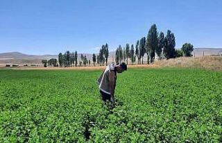 Bayburt’ta yem bitkileri kontrolleri
