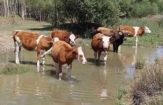 Besiciler sıcaktan etkilenen büyükbaş hayvanlarını...