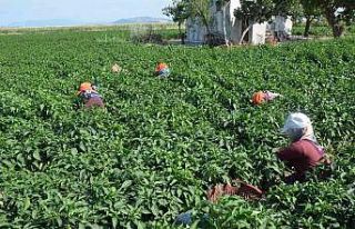 Biber eken 13 kat fazla kazanıyor