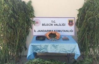 Bilecik’te bahçesine 602 kök kenevir eken şahıslar...