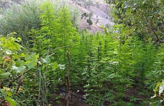 Bingöl’de 92 bin kök kenevir bitkisi ele geçirildi