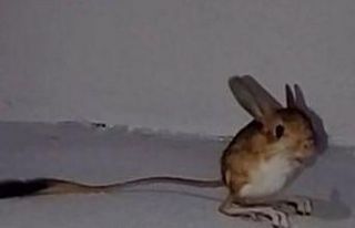 Bingöl’de Arap Tavşanı görüntülendi