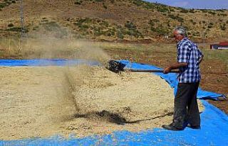 Bingöl’de bin dekar alanda nohut tarımı yapılıyor