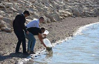 Binlerce sazan yavrusu suya bırakıldı