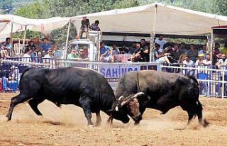 Boğalar mahallenin ihtiyaçları için güreşti
