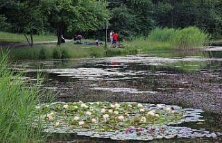 Bolu’da nilüfer çiçeklerini koparanlara 109 bin...
