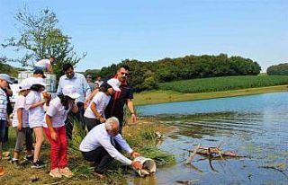 Bolu’da yetiştirilen sazanlar Sakarya’da suyla...